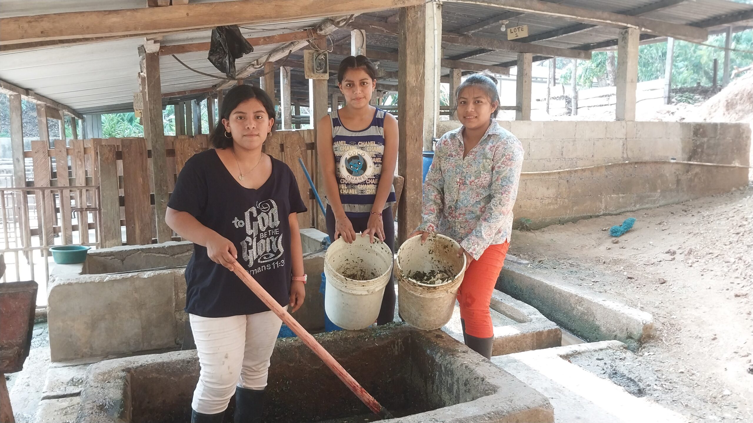 preparación de raciones para cerdos